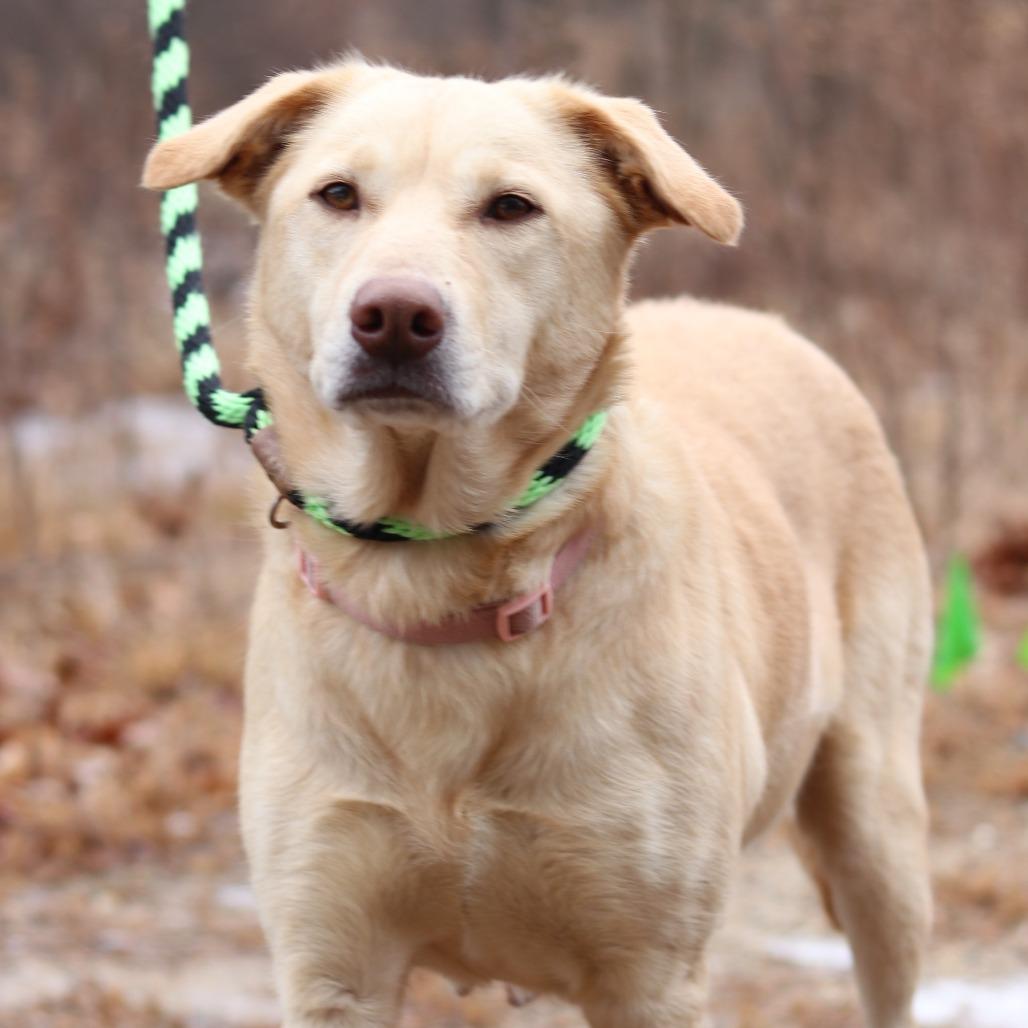 Enlarge CT Mercy, a Adoptable mixed breed in Stormville, NY image 2/4