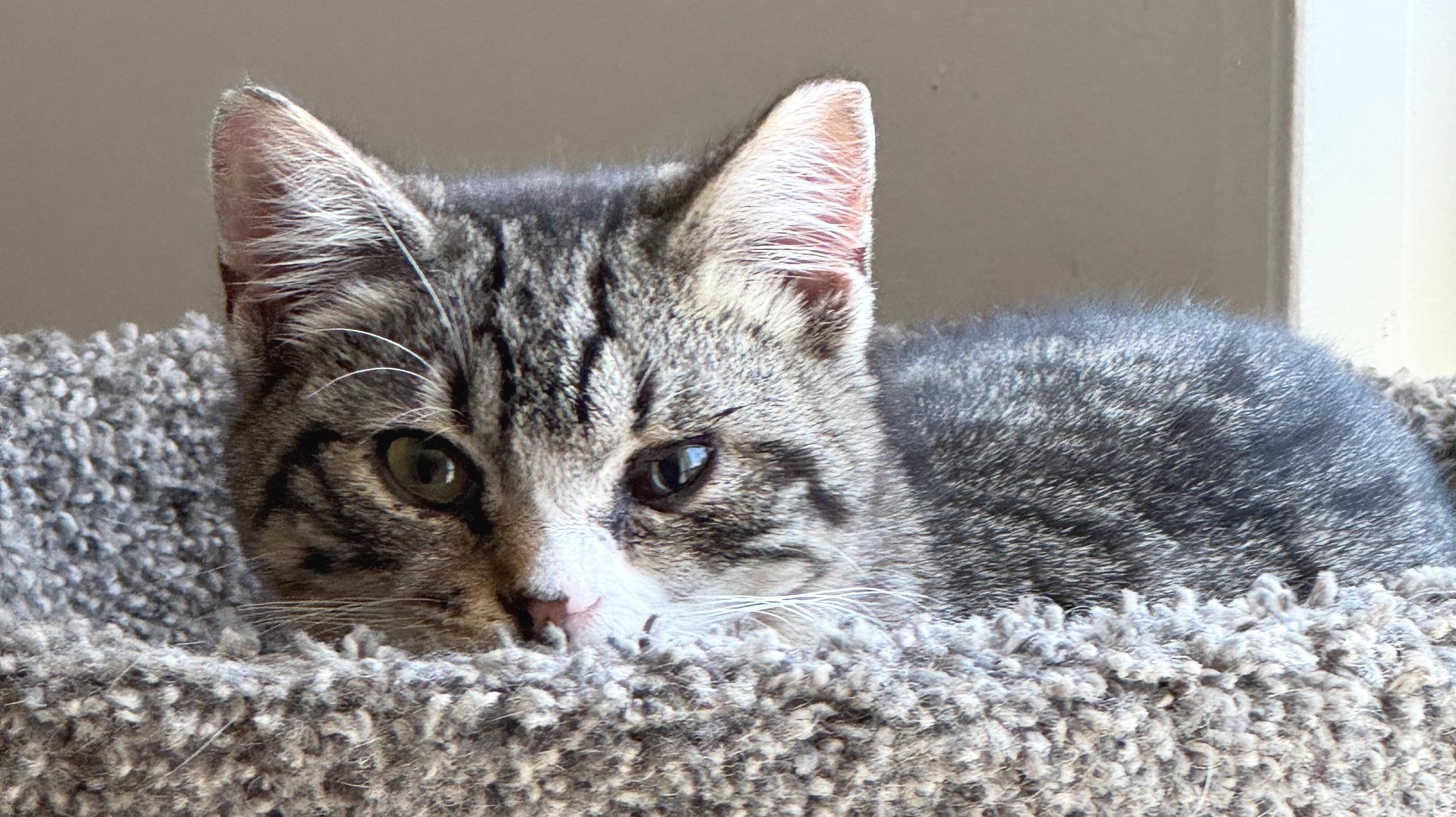 Enlarge Jackson, a ADOPTABLE mixed breed in Hilton Head Island, SC image 2/2