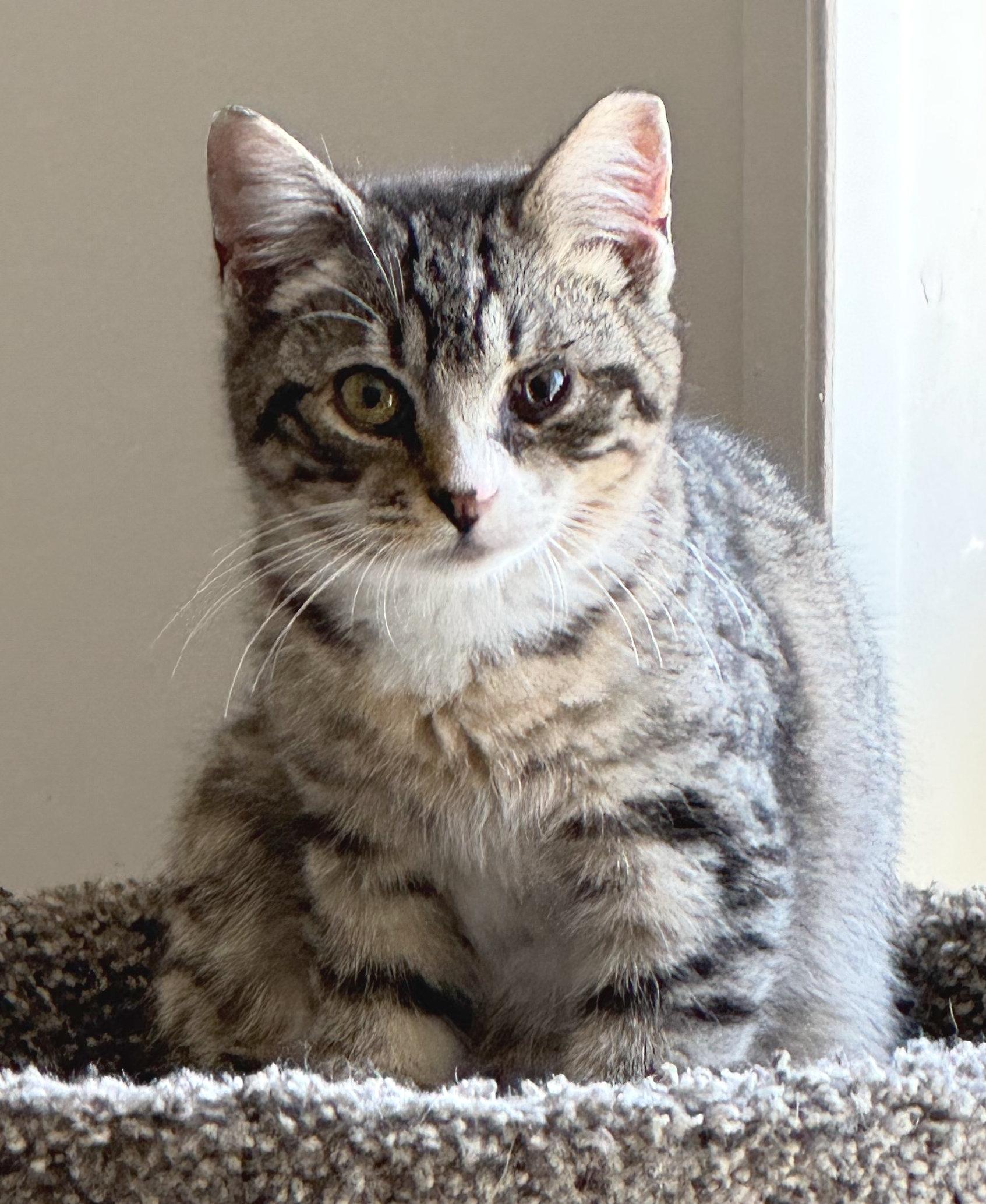 Enlarge Jackson, a ADOPTABLE mixed breed in Hilton Head Island, SC image 1/2