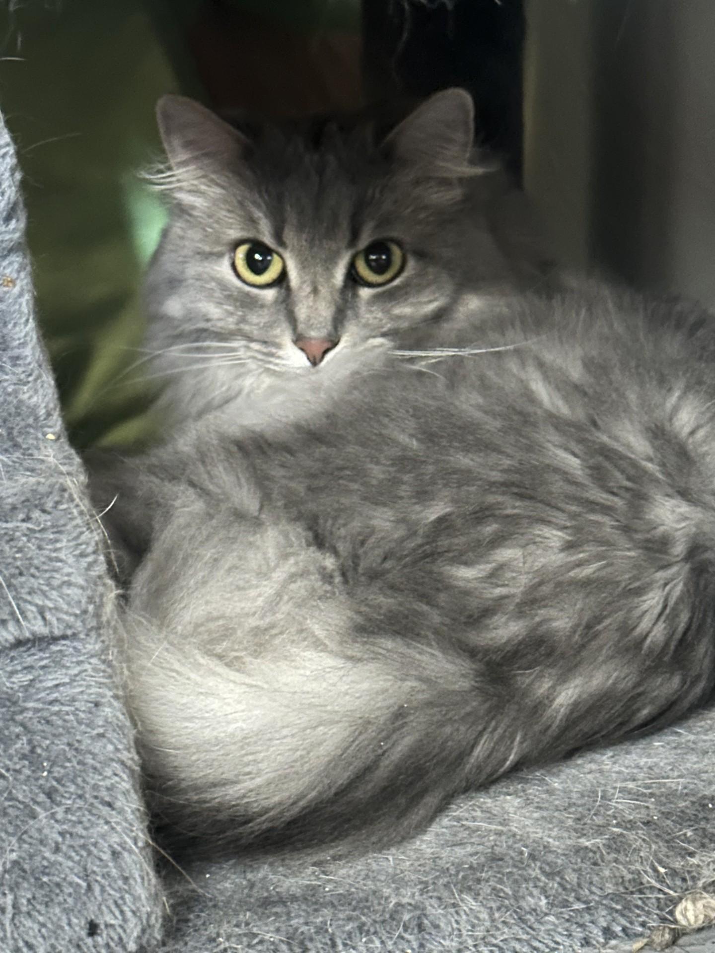 Enlarge FiFi, a Adopted mixed breed in Lehigh Acres, FL image 1/1