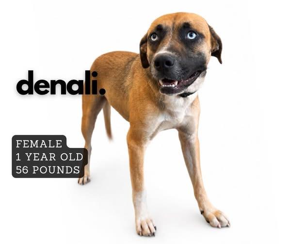 Denali, Adoptable, Young Female Mixed Breed.