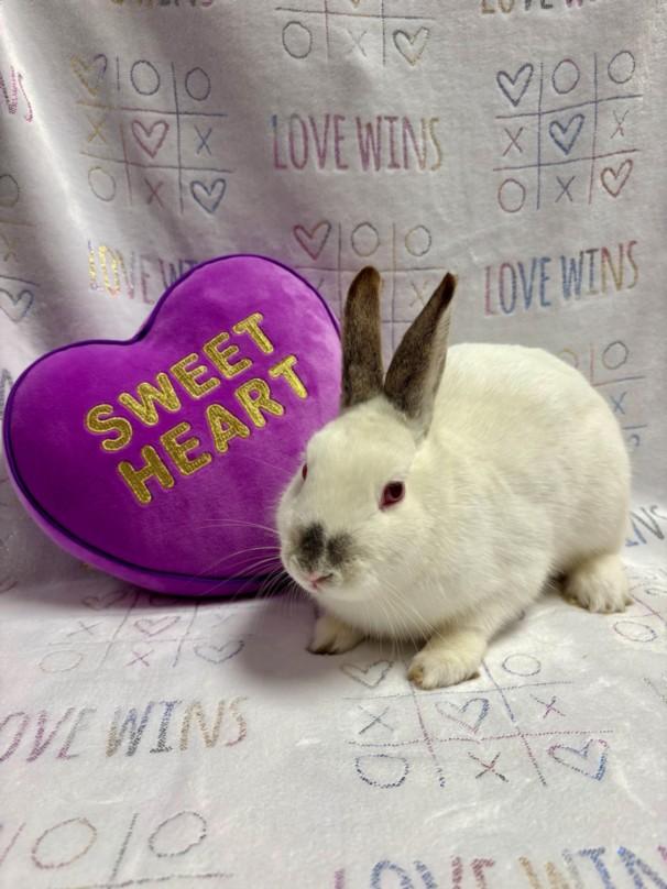 Enlarge LADY MAE*, a Adoptable Bunny Rabbit in Santa Cruz, CA image 1/1