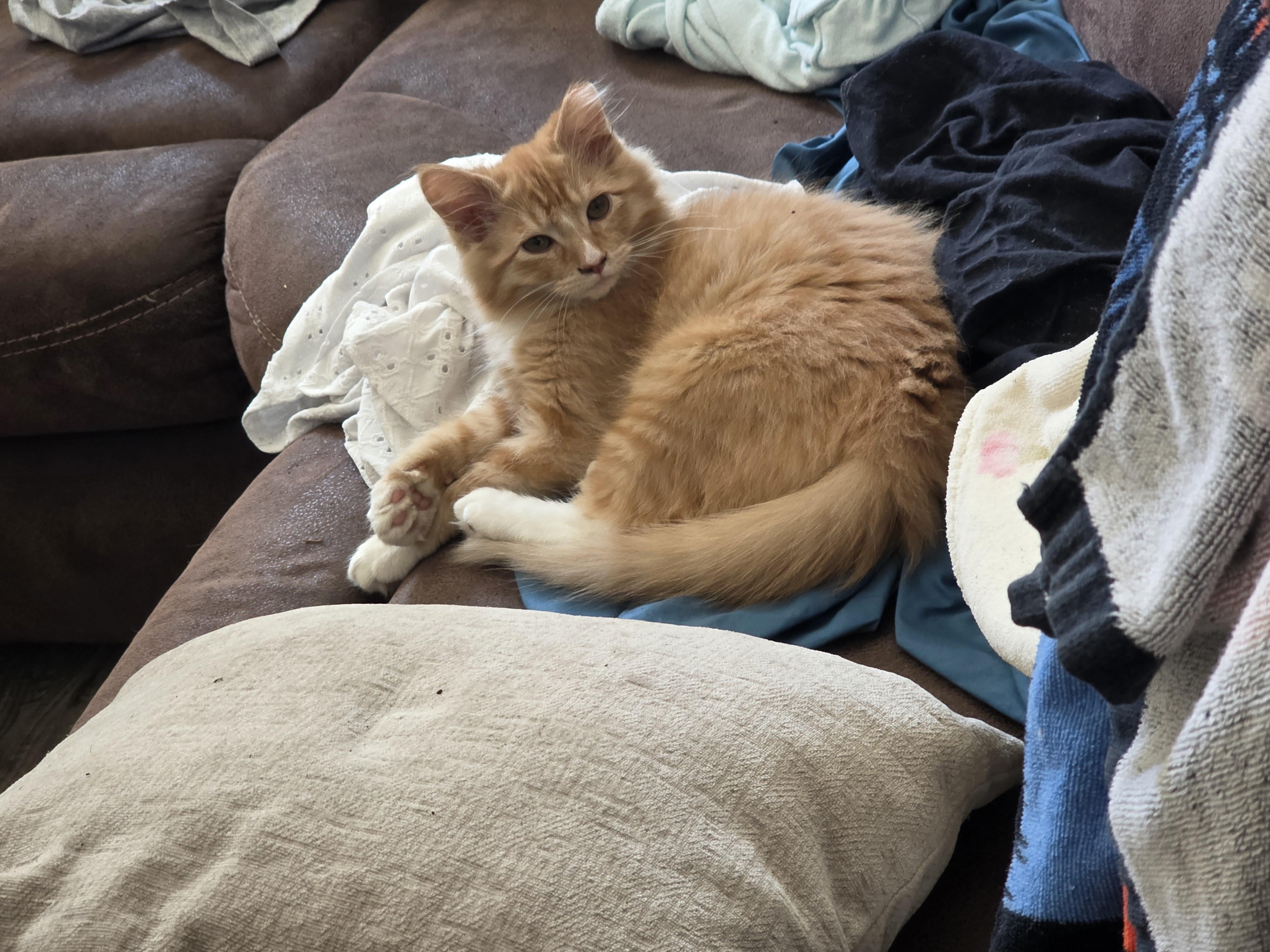 Enlarge Biscuit, an adoption pending mixed breed in Vacaville, CA image 3/5