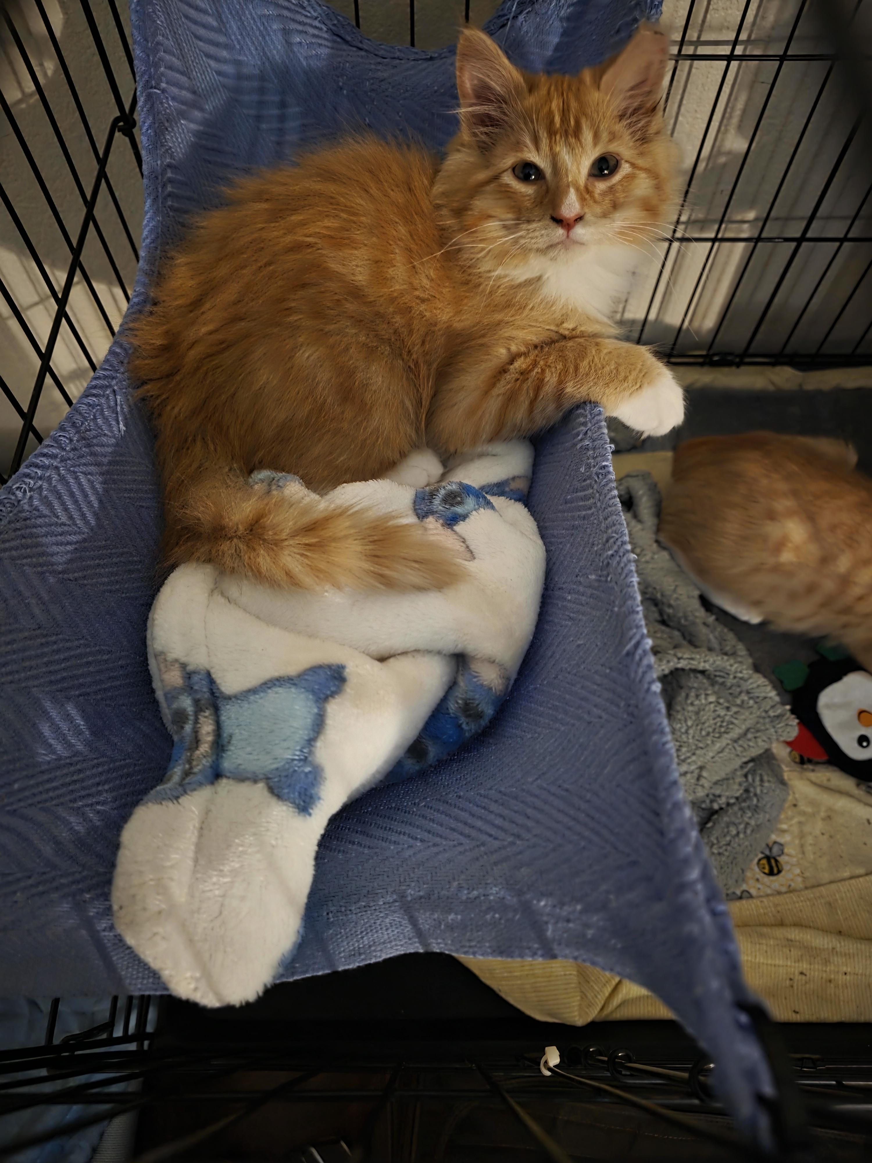 Enlarge Biscuit, an adoption pending mixed breed in Vacaville, CA image 5/5