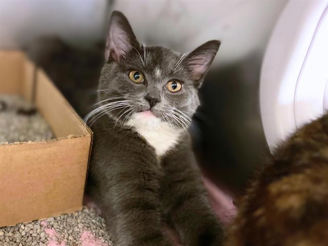 BUTTERBALL, Adoptable, Kitten Female Domestic Short Hair.