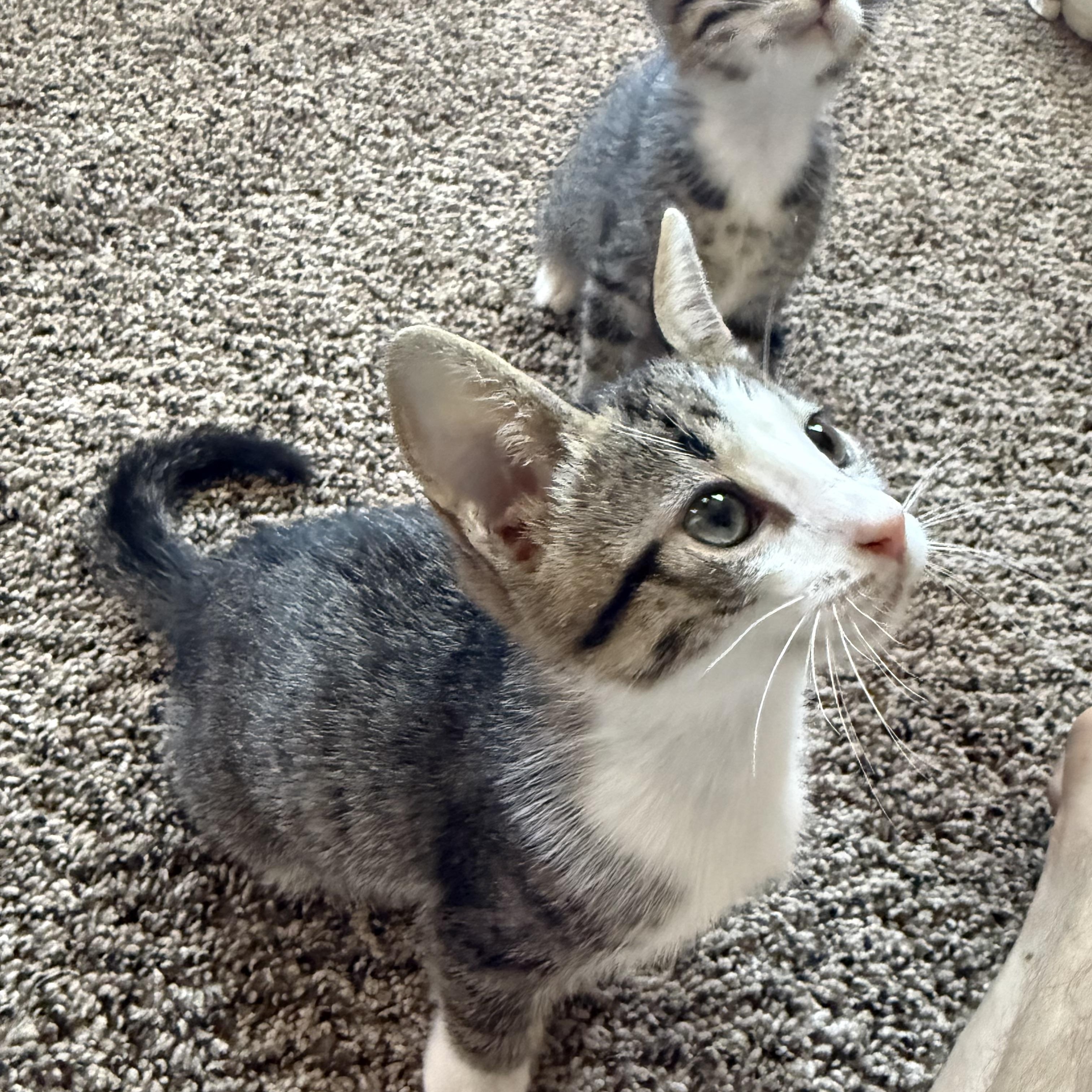 Pearl, a Adoptable Domestic Short Hair in San Diego, CA image 2/2