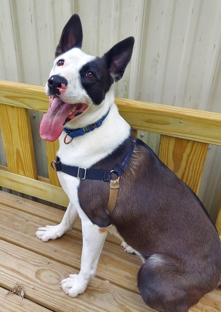 Chance, Adoptable, Adult Female Terrier.