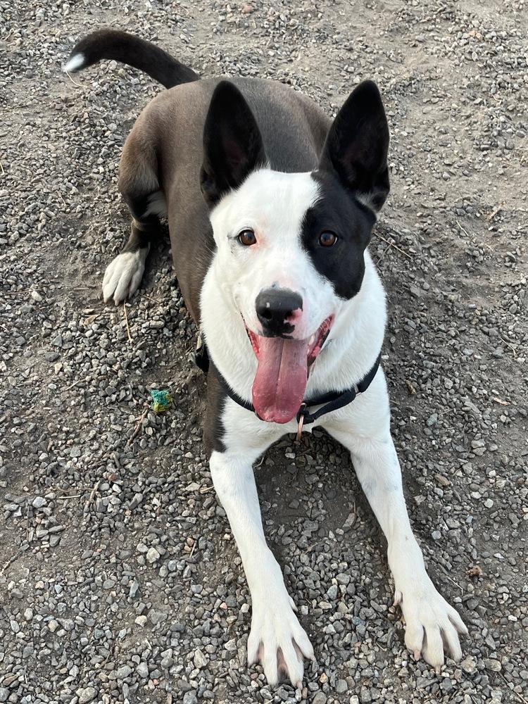 Enlarge Chance, a Adoptable mixed breed in Elmsford, NY image 2/6