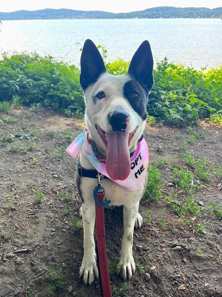 Enlarge Chance, a Adoptable mixed breed in Elmsford, NY image 3/6