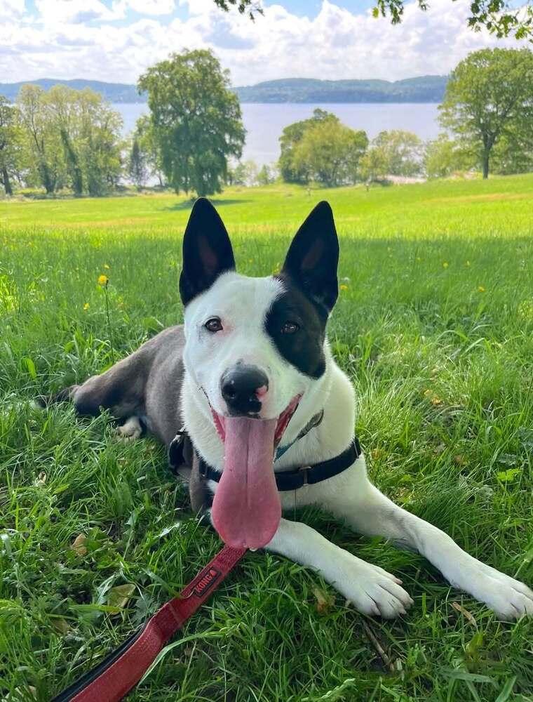 Enlarge Chance, a Adoptable mixed breed in Elmsford, NY image 5/6