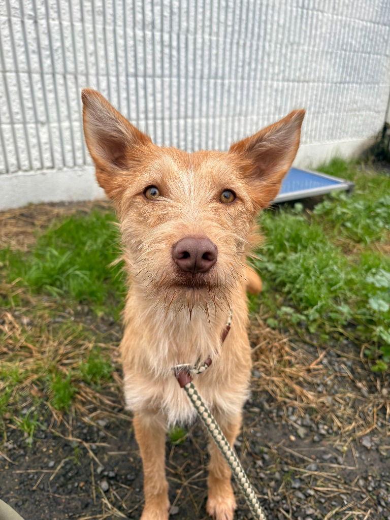 Enlarge Riata, a Adoptable mixed breed in St. Helens, OR image 1/1