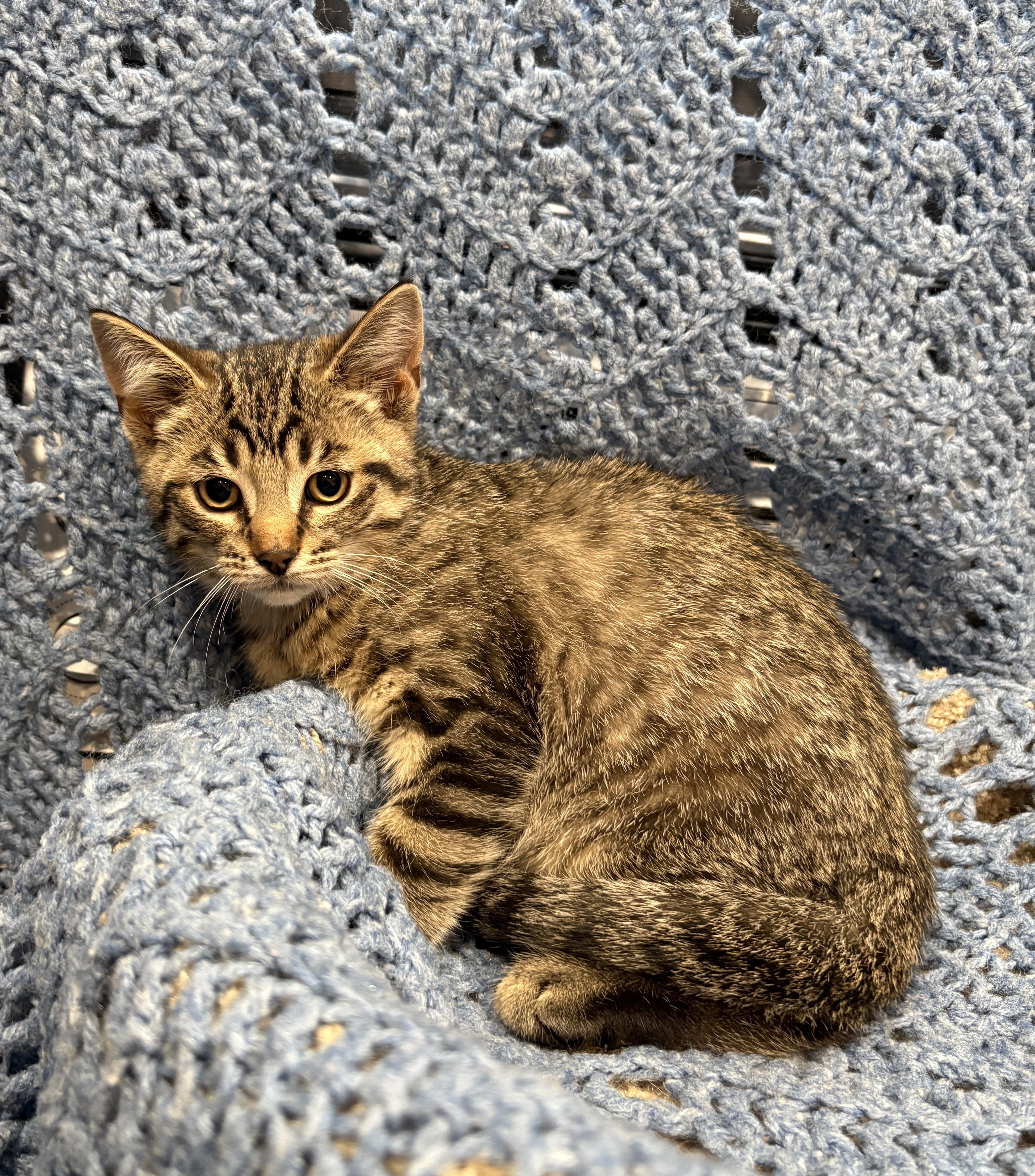 FLAKIE, a ADOPTABLE Domestic Short Hair in Tillsonburg, ON image 2/4