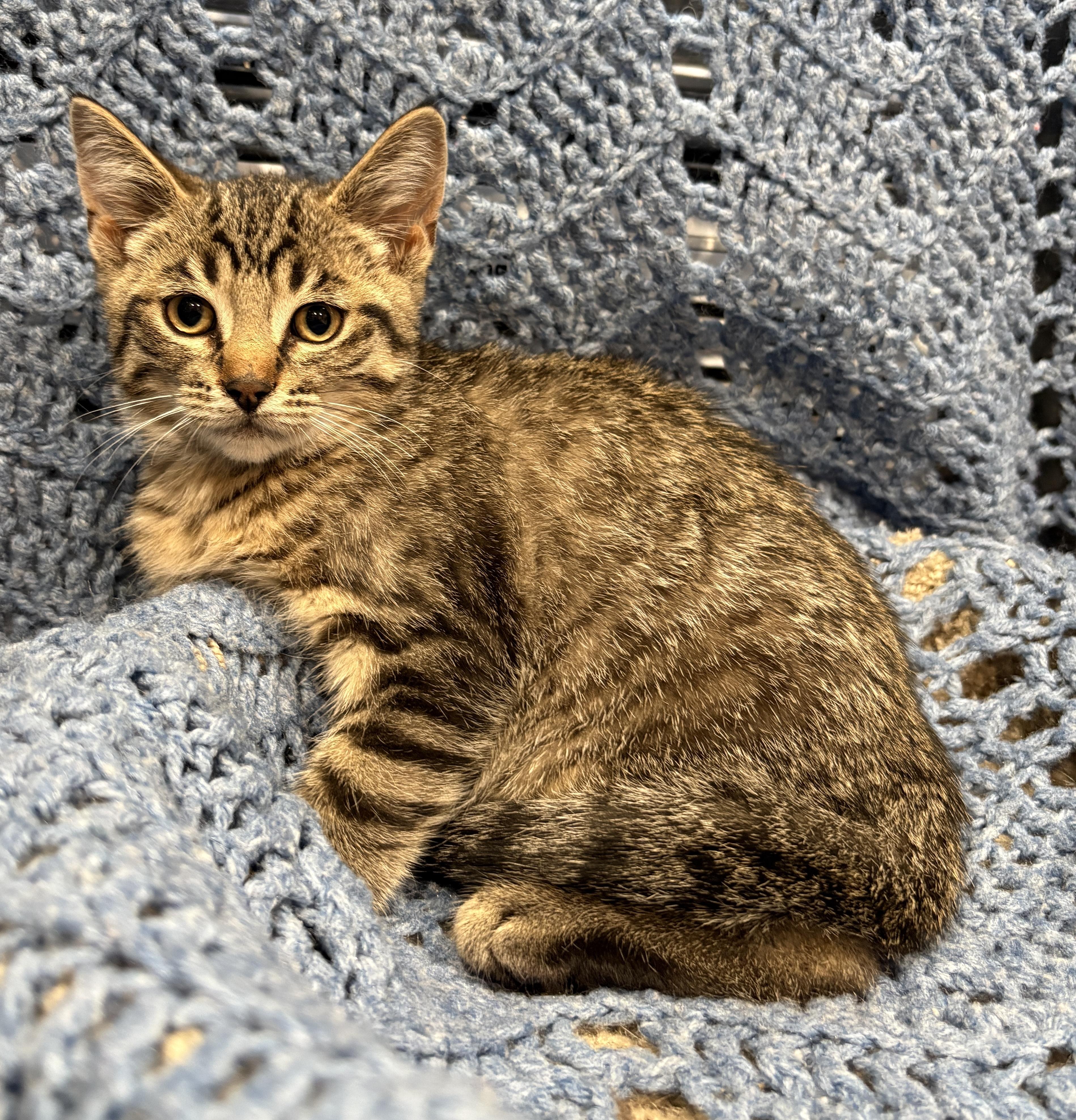 FLAKIE, a ADOPTABLE Domestic Short Hair in Tillsonburg, ON image 3/4