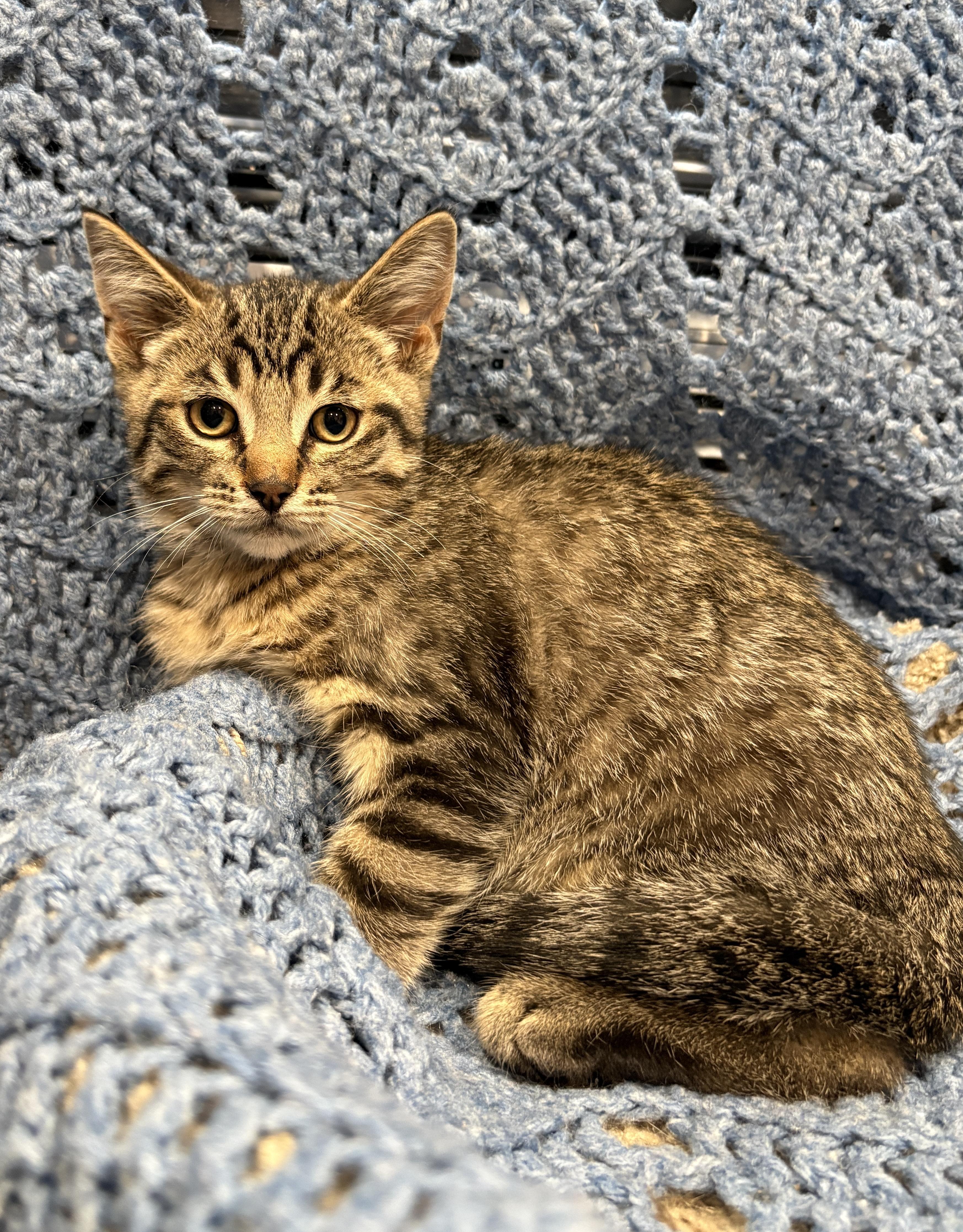 FLAKIE, a ADOPTABLE Domestic Short Hair in Tillsonburg, ON image 1/4