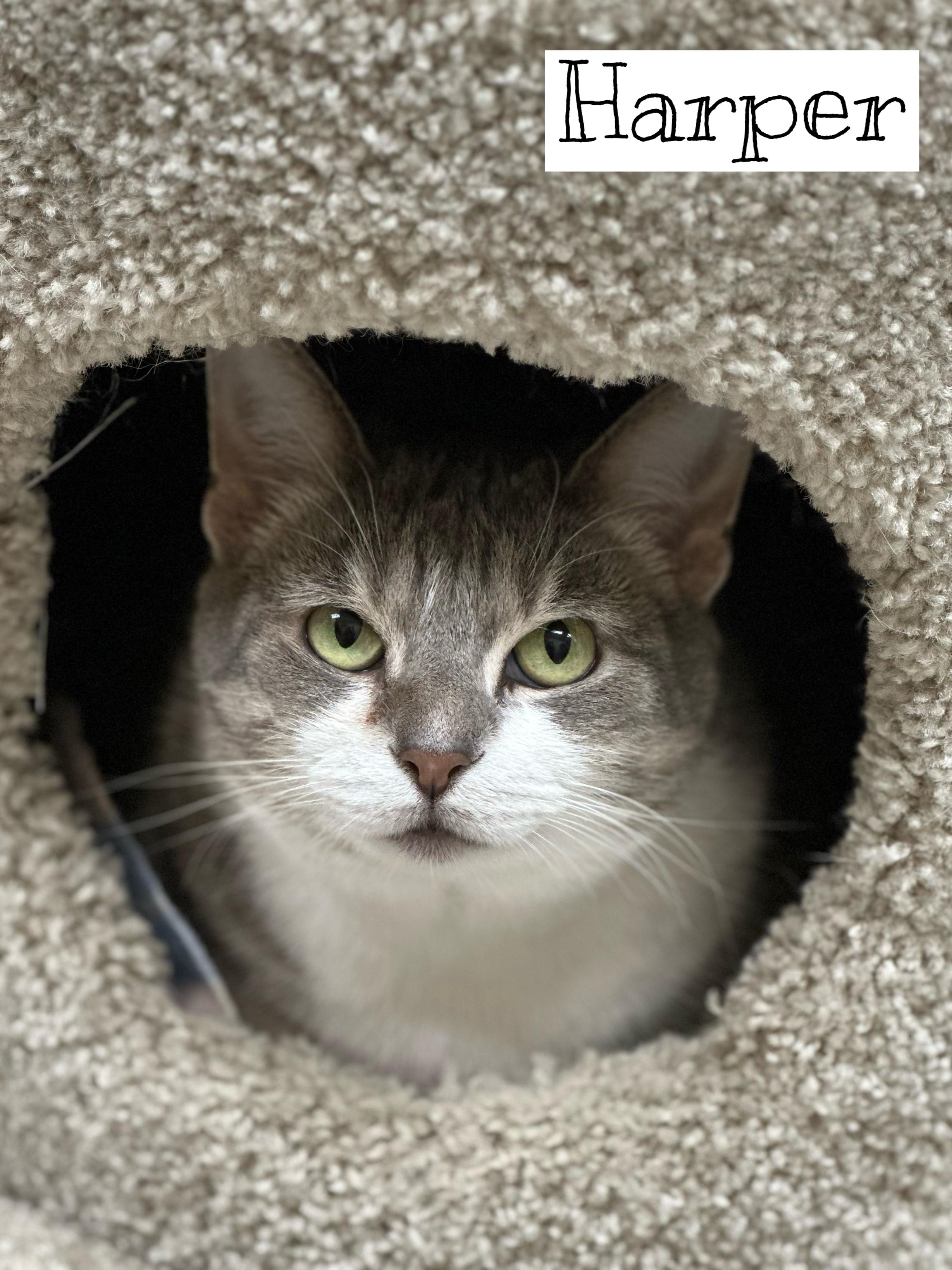 Harper, a Adoptable Tabby in Valparaiso, IN image 1/3