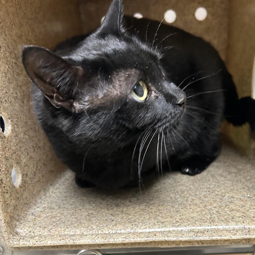 Vogue, a Adoptable Domestic Short Hair in Roxboro, NC image 1/3