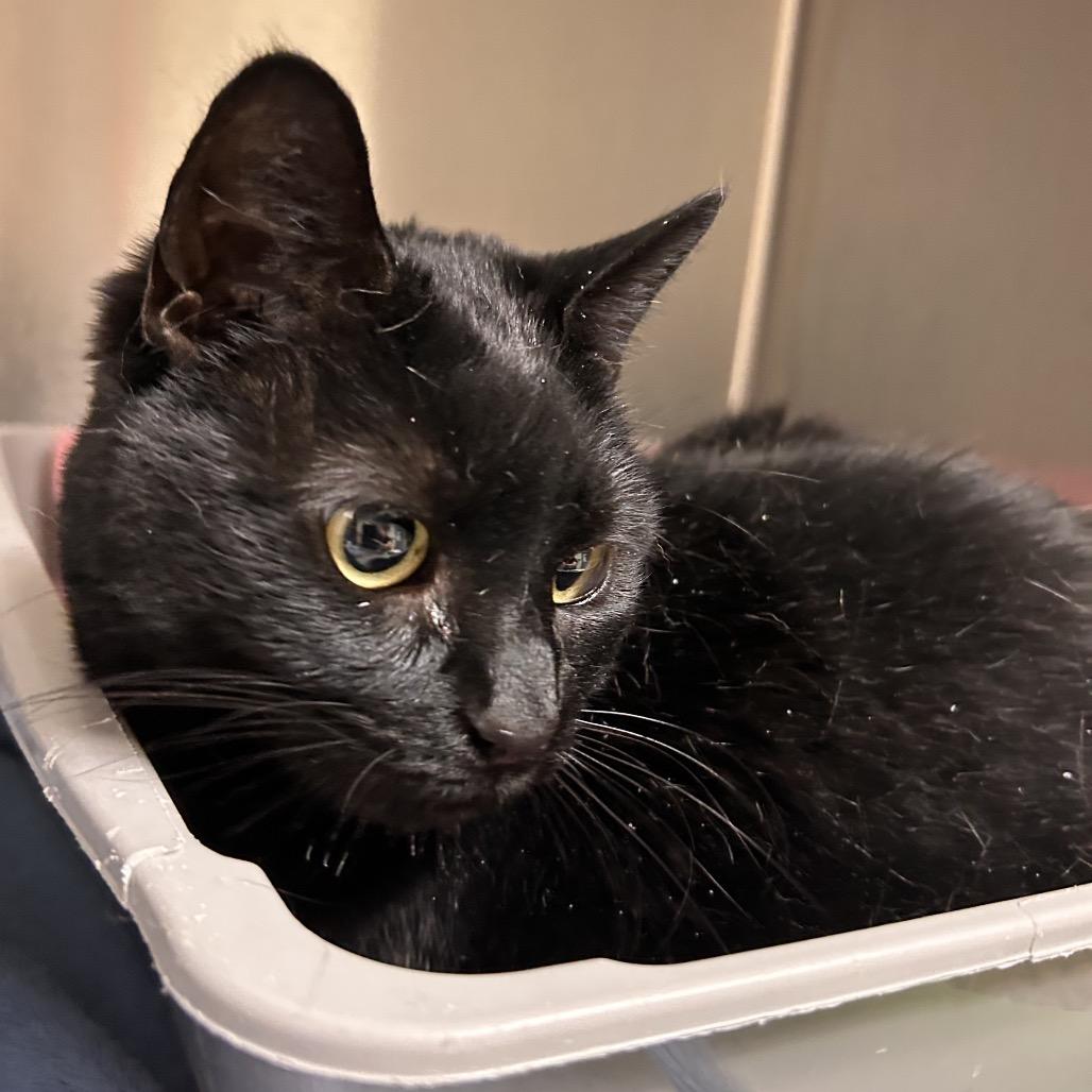 Enlarge Vogue, a Adoptable Domestic Short Hair in Roxboro, NC image 2/3
