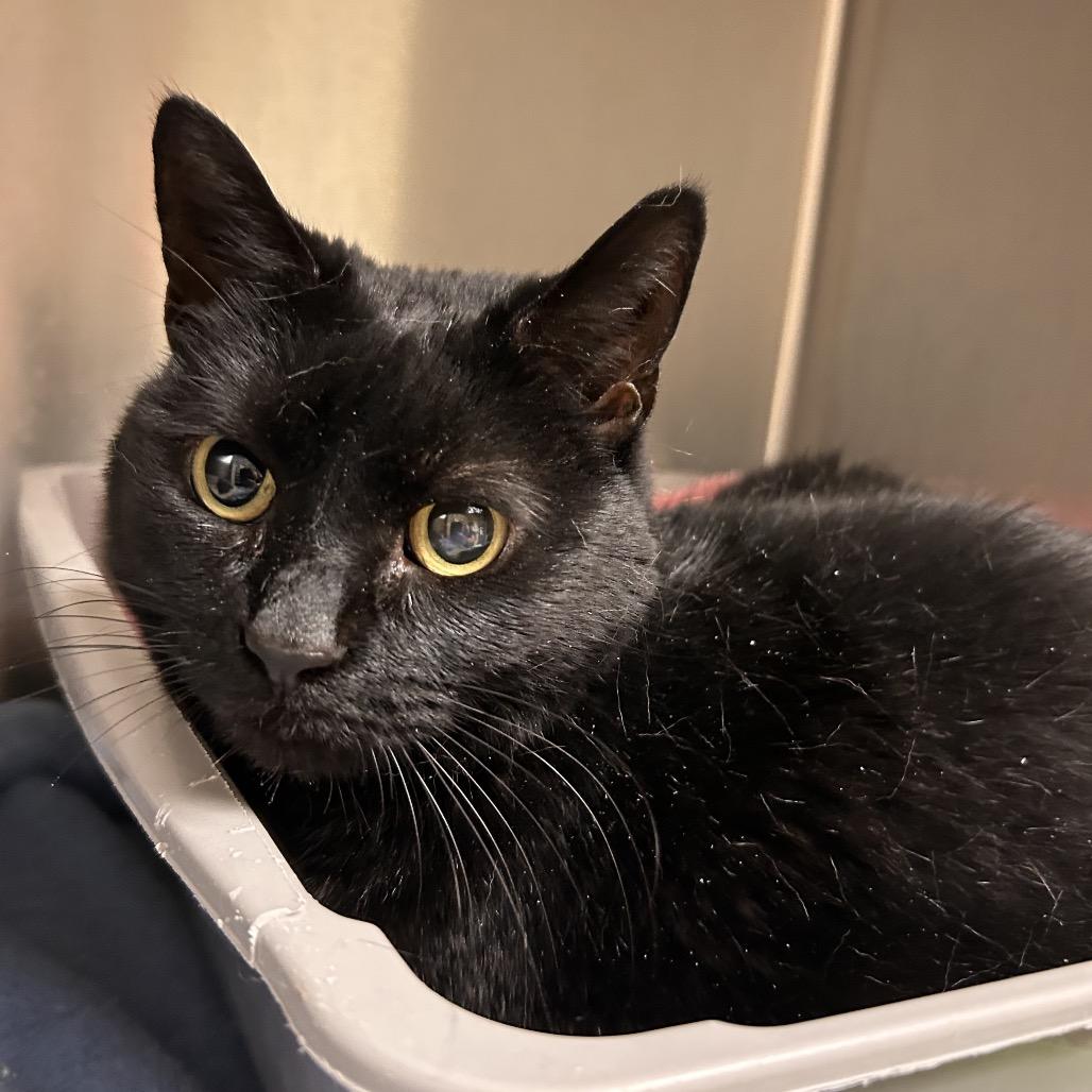 Vogue, a Adoptable Domestic Short Hair in Roxboro, NC image 3/3