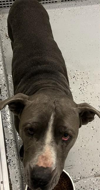 ACE, Adoptable, Adult Male Pit Bull Terrier & Mixed Breed.