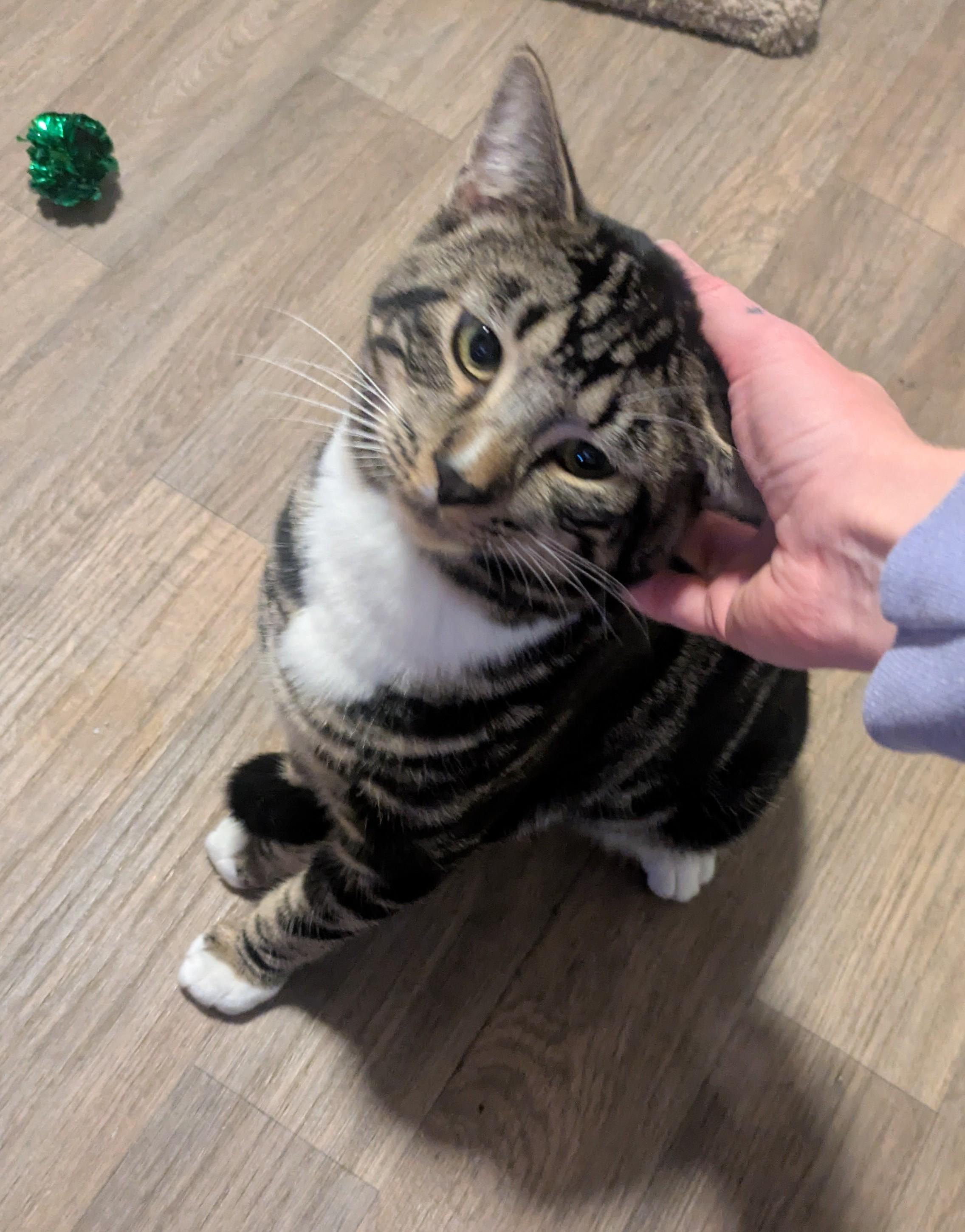 Enlarge Poncho – Gentle Giant in the Making, an adopted Domestic Long Hair in Prescott, AZ image 2/2