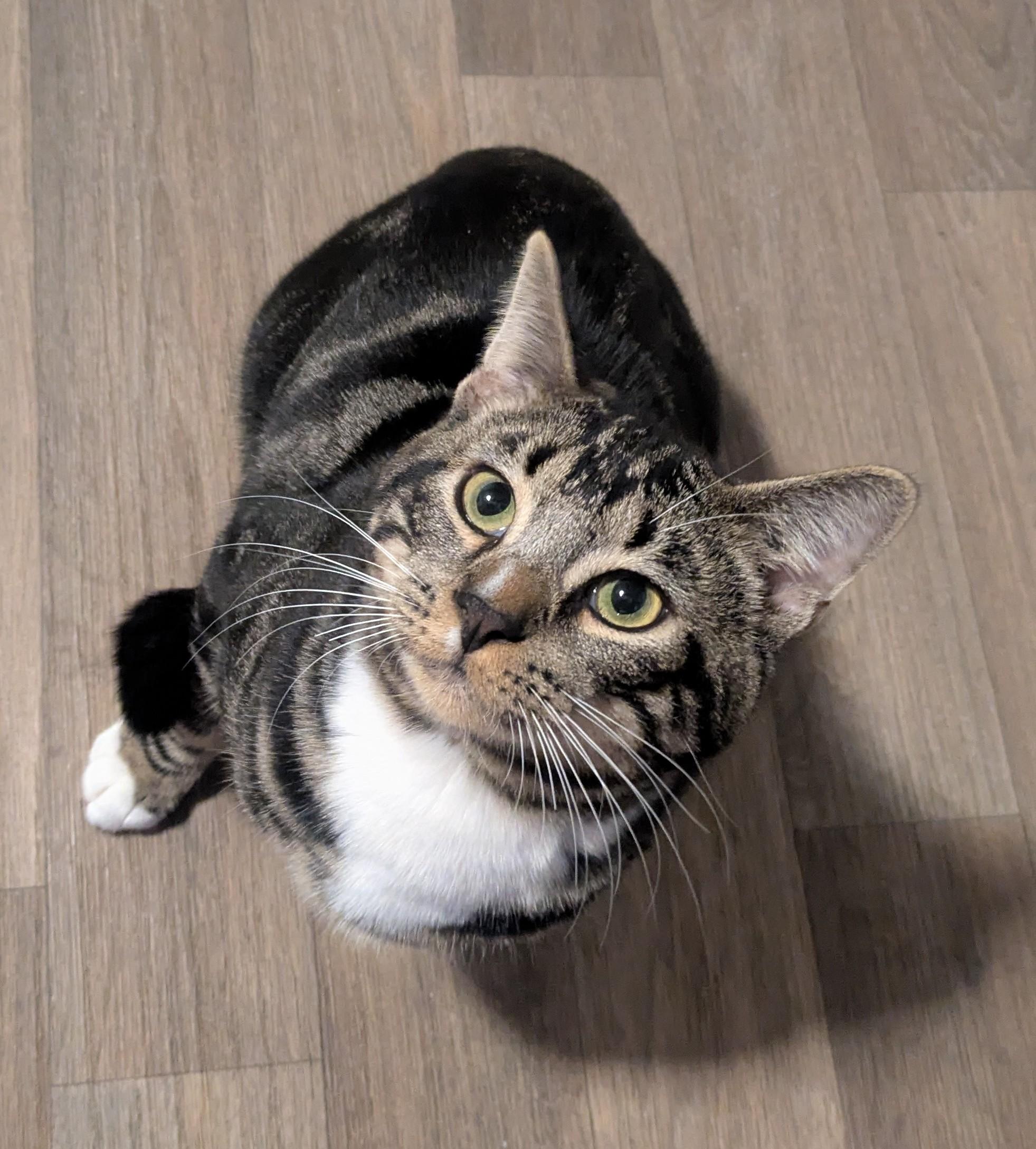 Poncho – Gentle Giant in the Making, adopted, Young Male Domestic Long Hair.