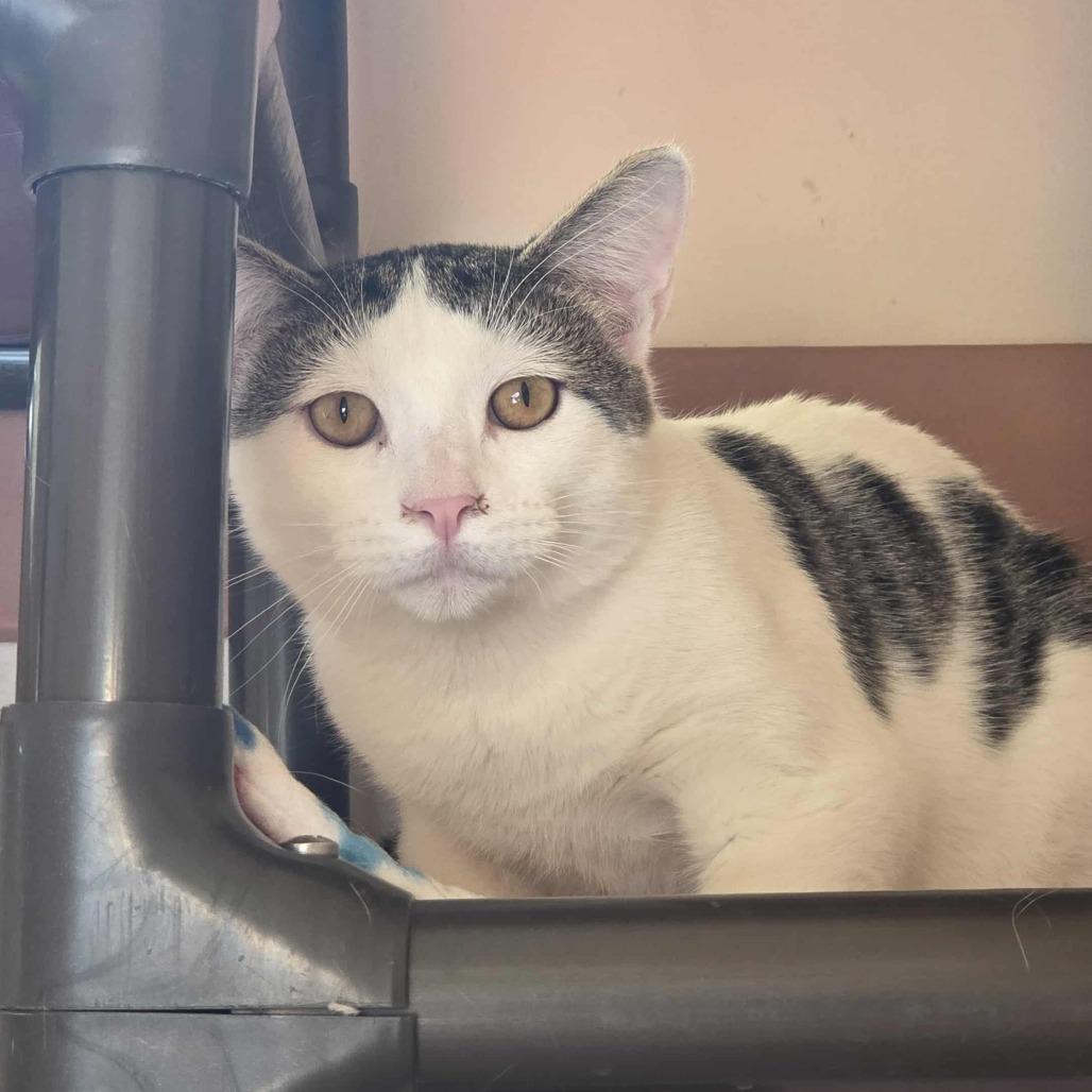 Nakoa, a Adoptable Domestic Long Hair in Ballston Spa, NY image 2/2