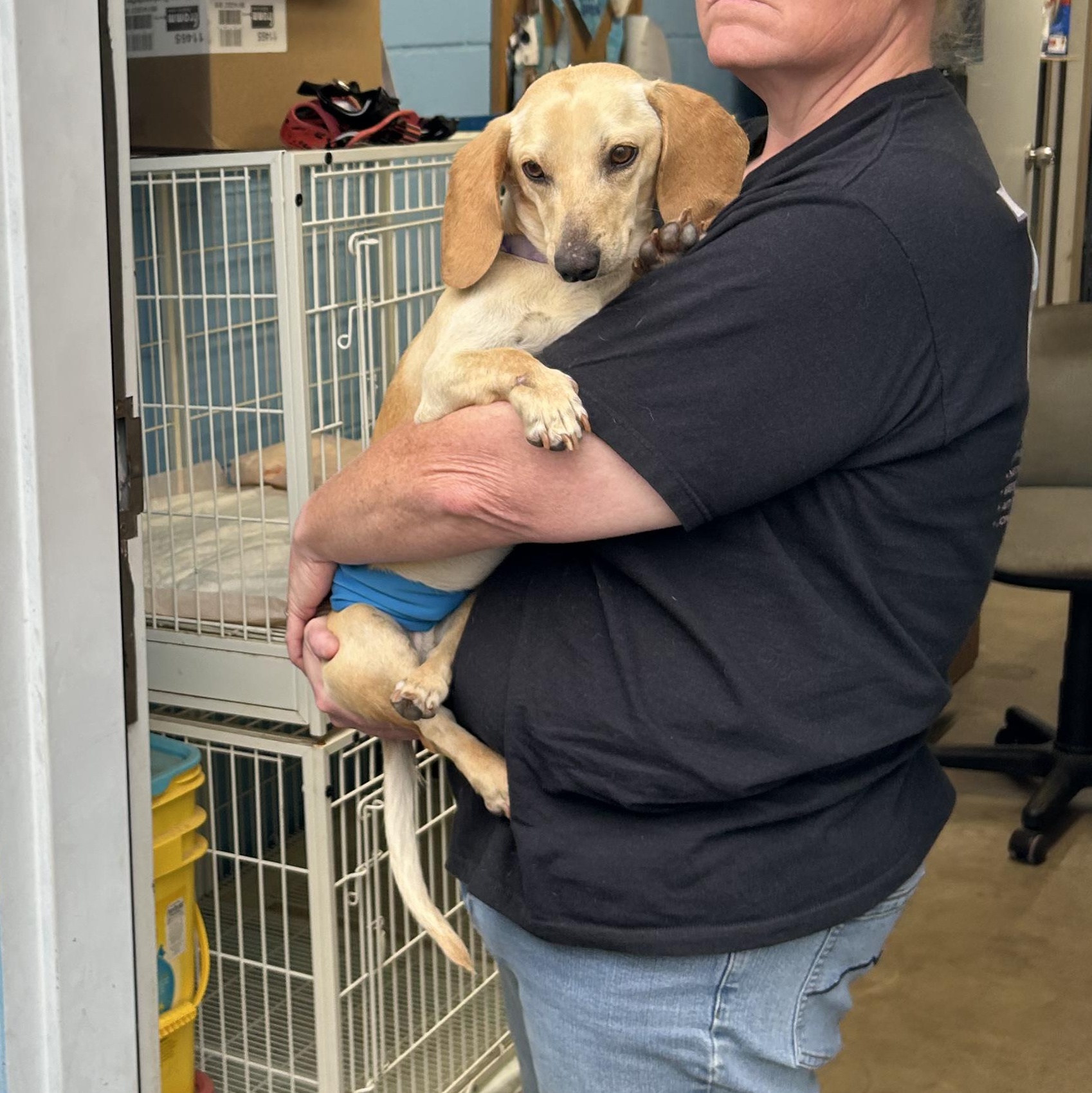 Enlarge Jellybean, an adopted Dachshund in Llano, TX image 5/6