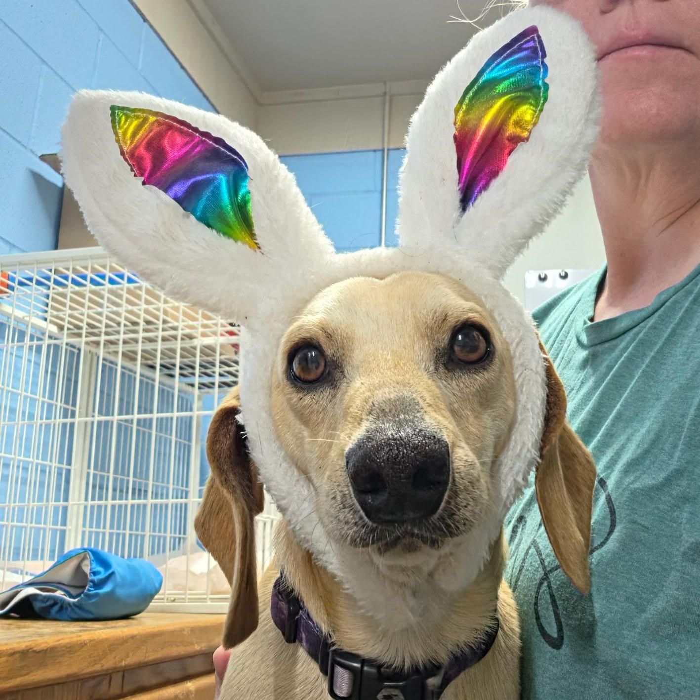 Enlarge Jellybean, an adopted Dachshund in Llano, TX image 4/6