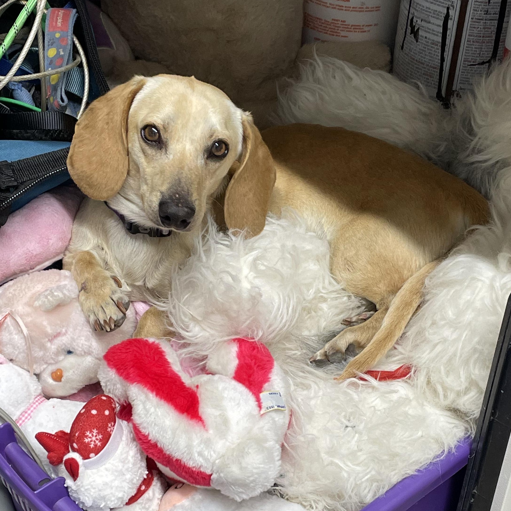 Enlarge Jellybean, an adopted Dachshund in Llano, TX image 3/6