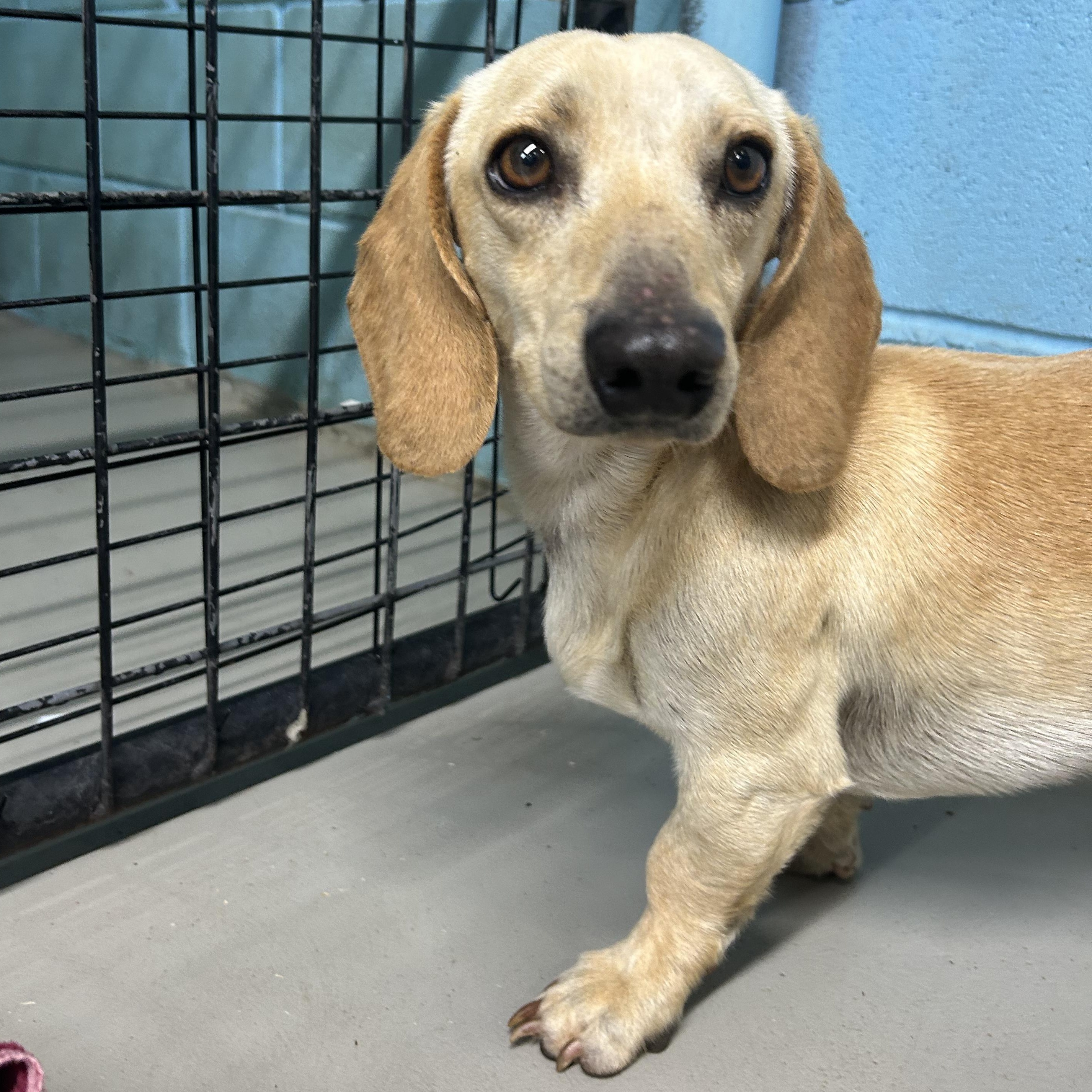 Enlarge Jellybean, an adopted Dachshund in Llano, TX image 2/6
