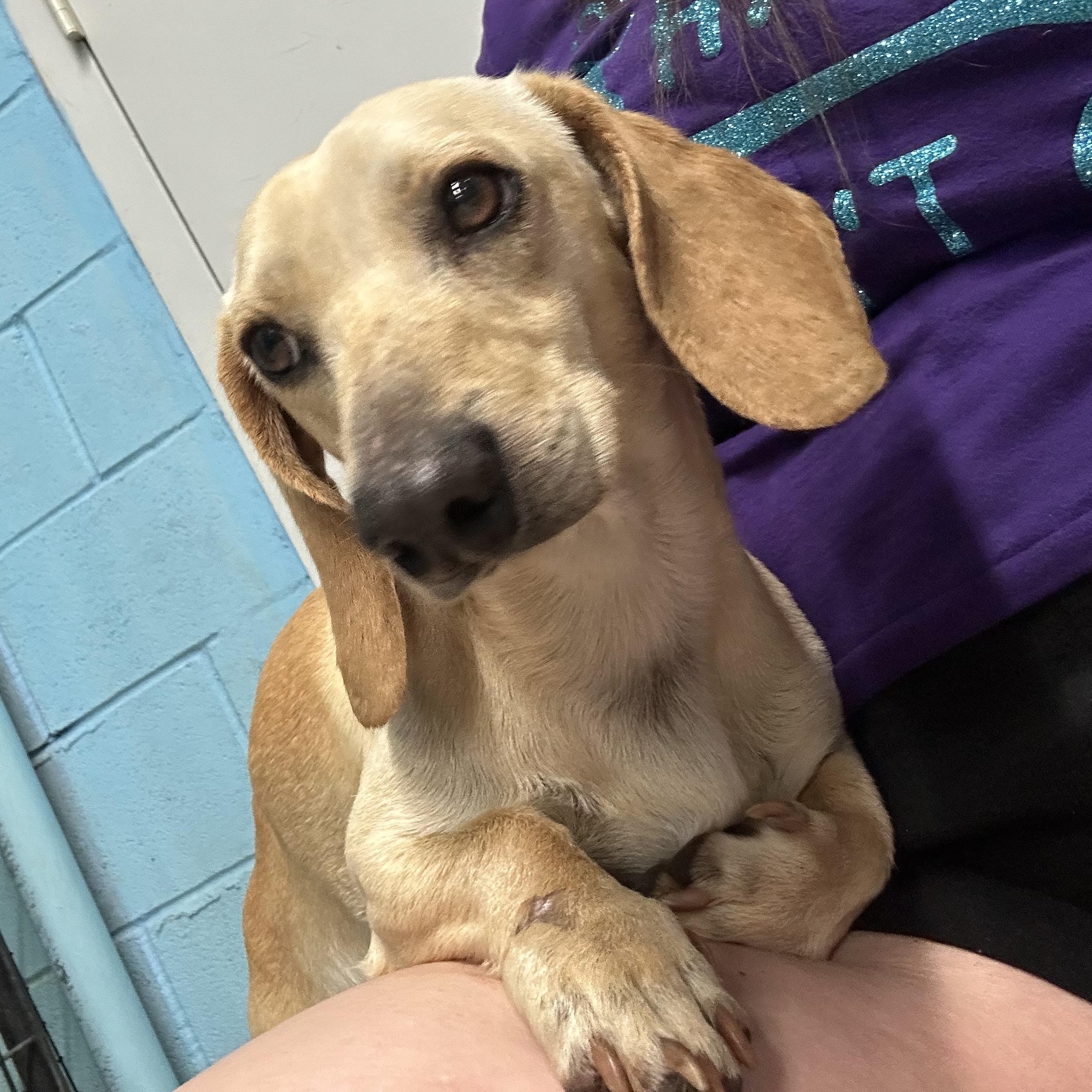 Enlarge Jellybean, an adopted Dachshund in Llano, TX image 6/6