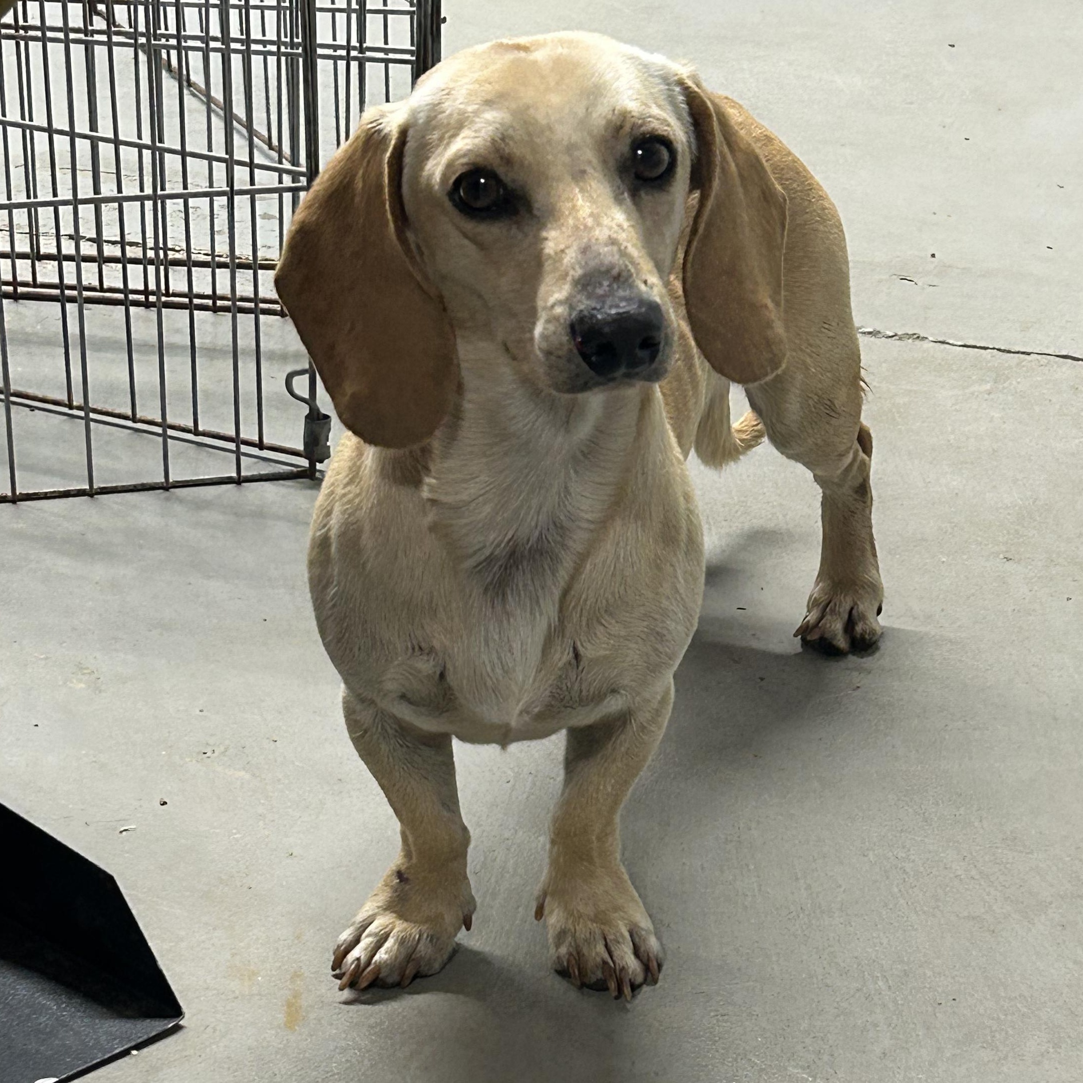 Jellybean, adopted, Adult Male Dachshund.