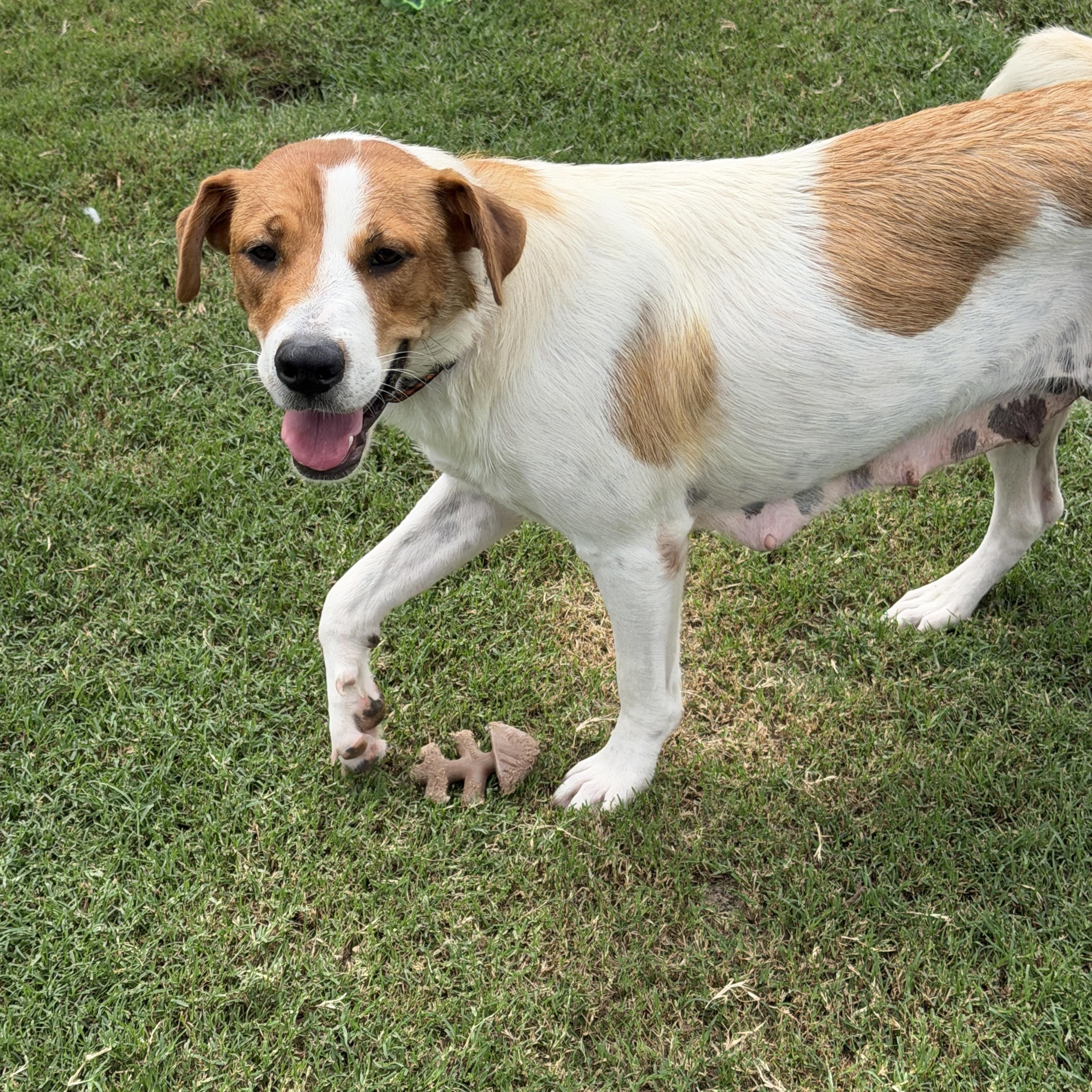 Enlarge Libby, a Adoptable mixed breed in Gilbert, AZ image 2/6