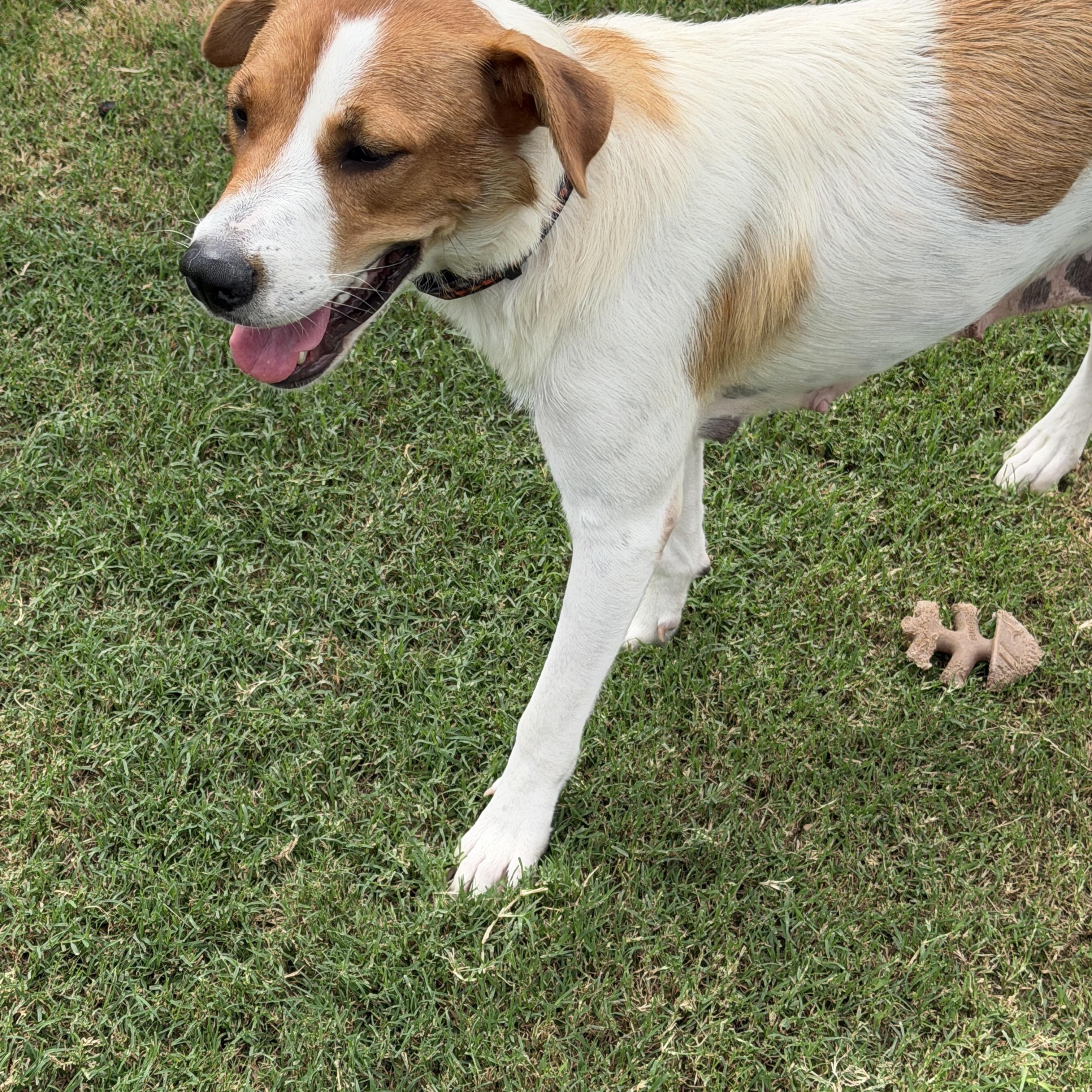 Libby, Adoptable, Adult Female Parson Russell Terrier & English Springer Spaniel.