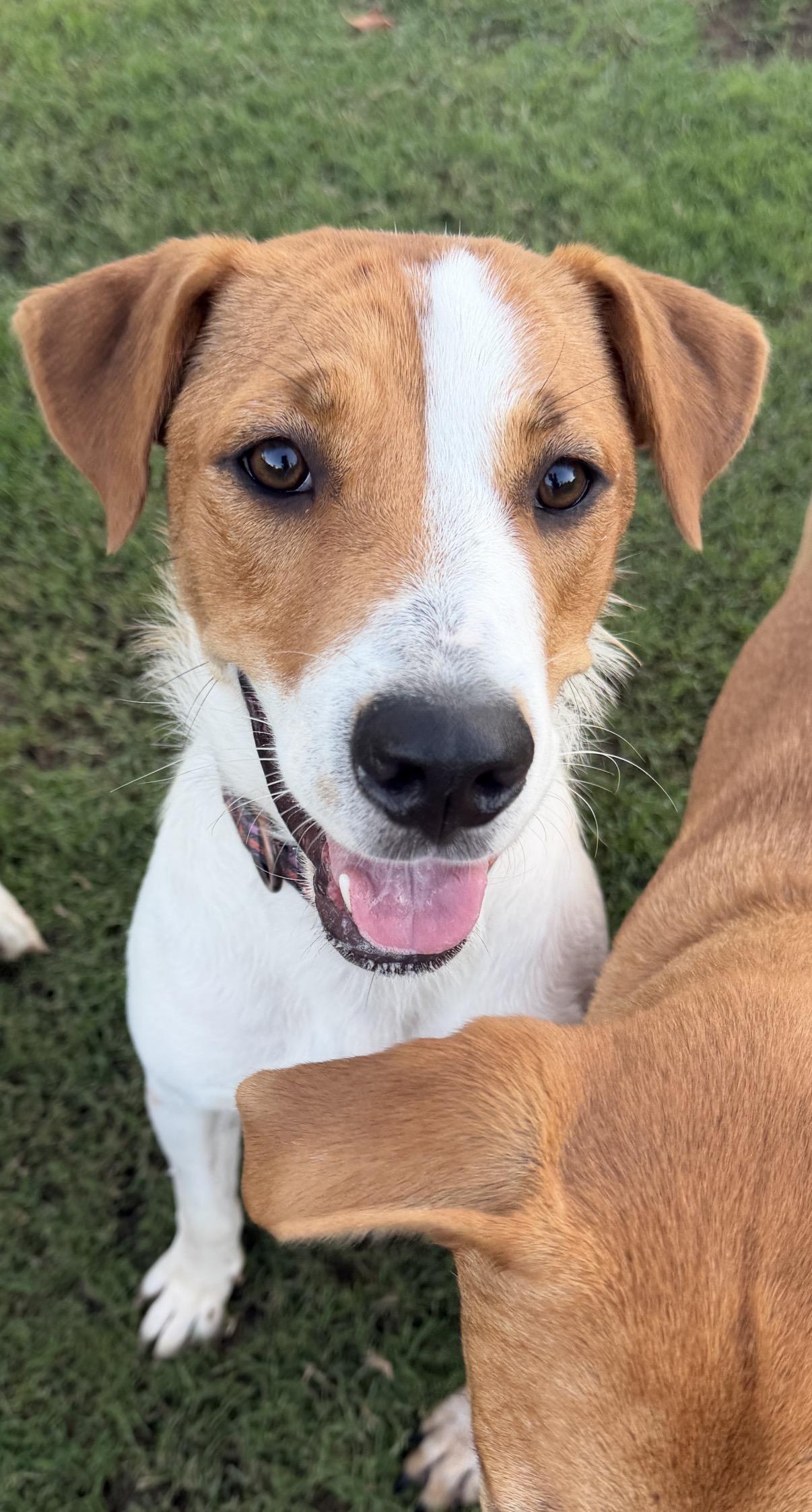 Enlarge Libby, a Adopted mixed breed in Gilbert, AZ image 6/6