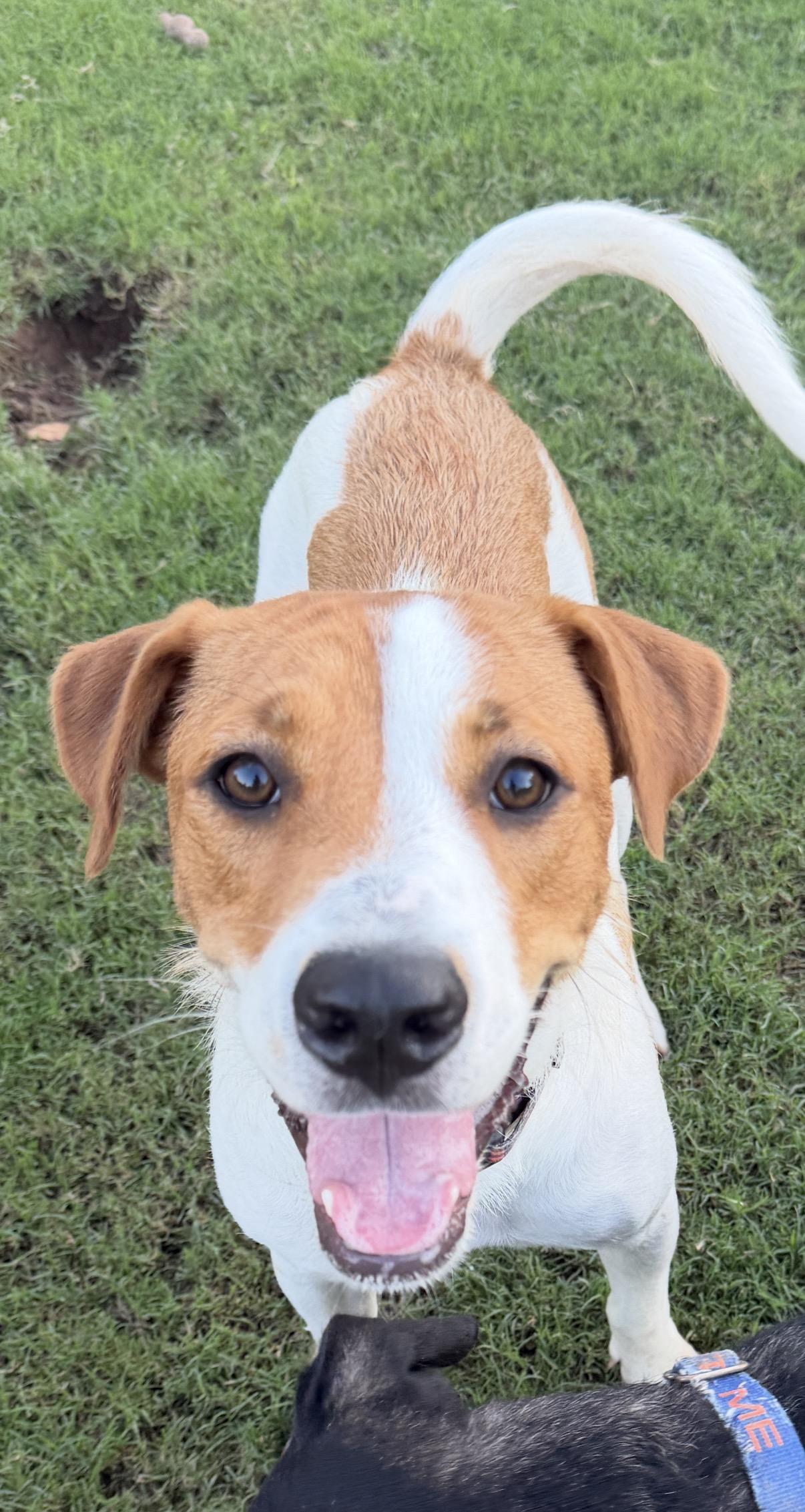 Libby, Adopted, Adult Female Parson Russell Terrier & English Springer Spaniel.