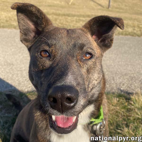 Koda in OH - Loves to Snuggle!