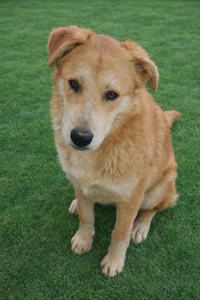 Chris, Adoptable, Young Male Great Pyrenees & Shepherd.