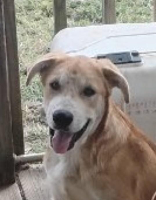 Enlarge Chris, a Adoptable mixed breed in Frankfort, KY image 1/4