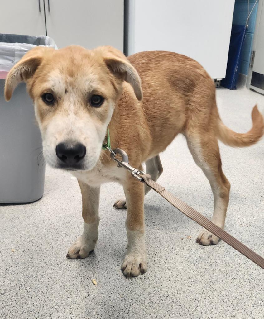 Enlarge Chris, a Adoptable mixed breed in Frankfort, KY image 2/4