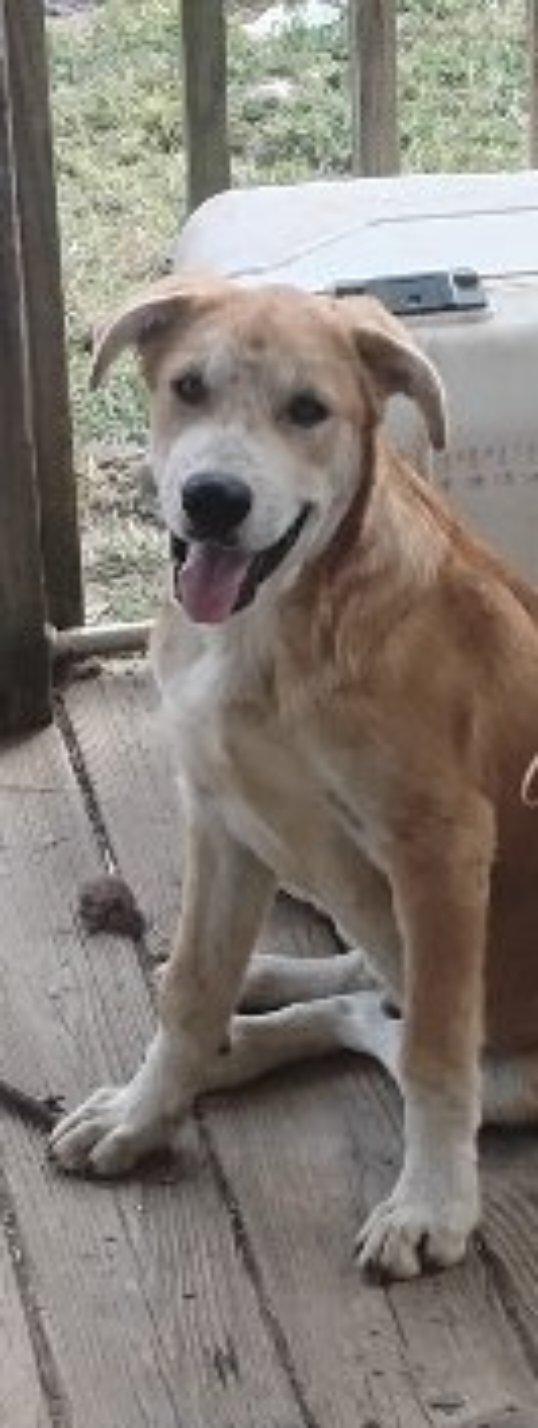 Enlarge Chris, a Adoptable mixed breed in Frankfort, KY image 3/4