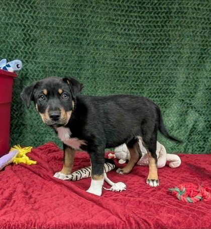 Kevin , an adopted mixed breed in Cleburne, TX image 2/2