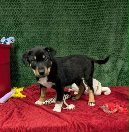 Kevin , an adopted mixed breed in Cleburne, TX image 1/2