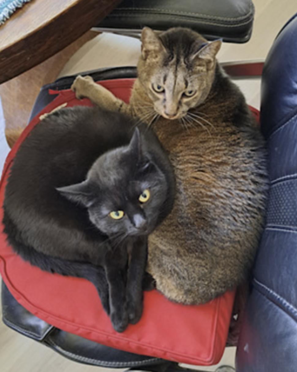 Danny and Lilbit, a Adoptable Domestic Short Hair in Charleston, SC image 3/6