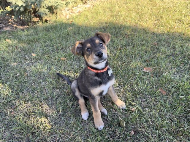 Hank, an adoptable Mixed Breed in Saskatoon, SK, S7H 0W2 | Photo Image 3