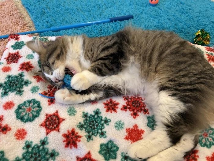 Sadie, ADOPTABLE, Young Female Domestic Medium Hair.