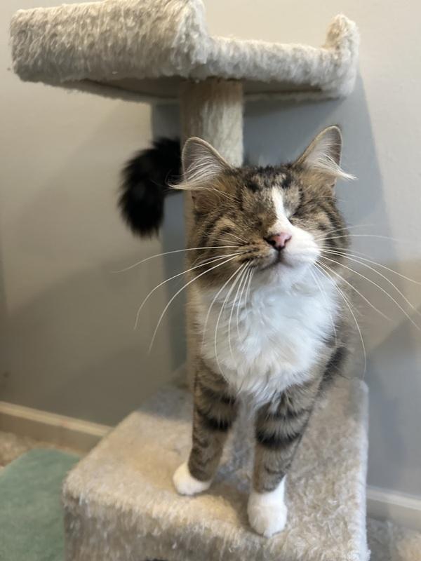 Sadie, ADOPTABLE, Young Female Domestic Medium Hair.