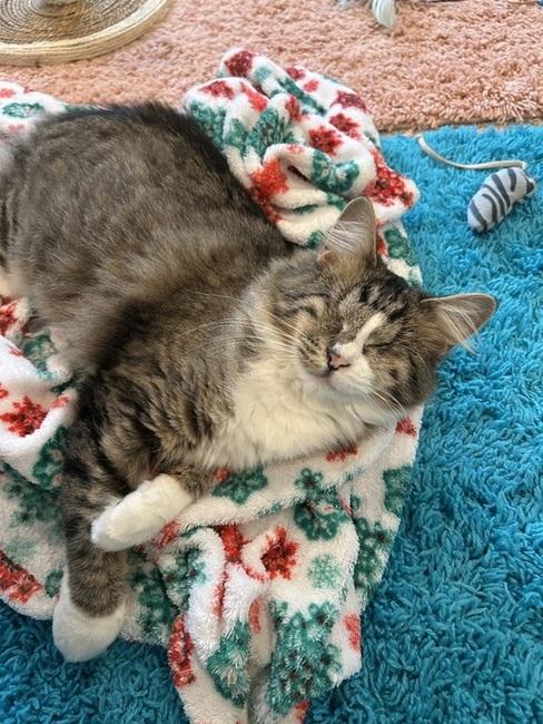 Enlarge Sadie, a ADOPTABLE Domestic Medium Hair in Denver, CO image 3/5