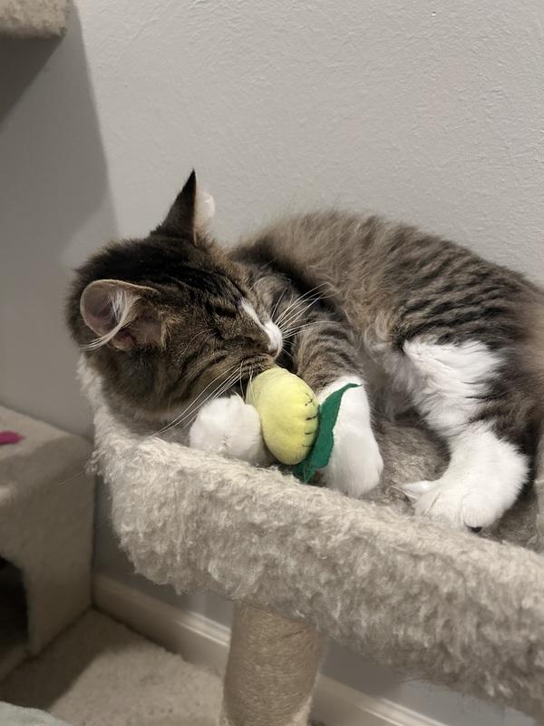 Enlarge Sadie, a ADOPTABLE Domestic Medium Hair in Denver, CO image 4/5