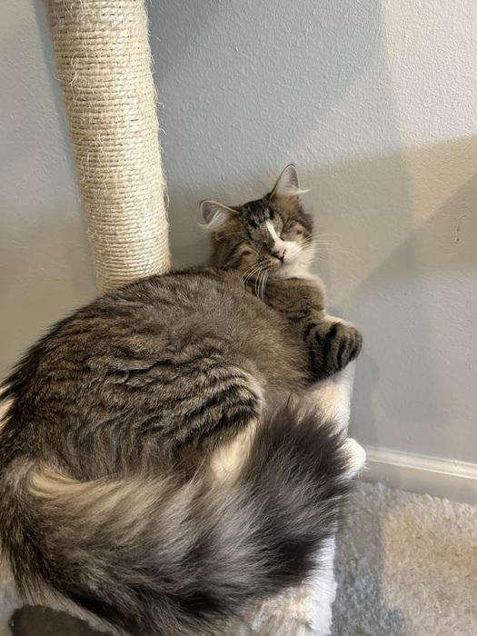 Enlarge Sadie, a ADOPTABLE Domestic Medium Hair in Denver, CO image 5/5